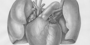 a drawing of a human heart with two valves