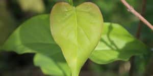 a heart shaped leaf hanging from a tree branch